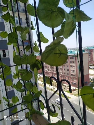 Фото 3 Квартира в Ойлага