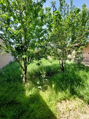 Фото 3 Дом в Қибрай районе