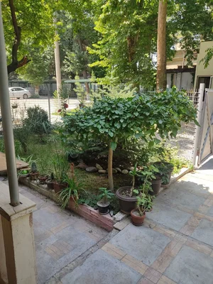 Фото 10 3-комн. квартира в Мирзо-Улугбекском районе