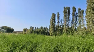 Фото 3 Дом в Янгийул Мирзо-Улугбекском районе