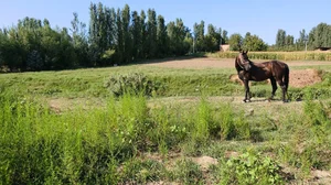 Фото 8 Дом в Янгийул Мирзо-Улугбекском районе